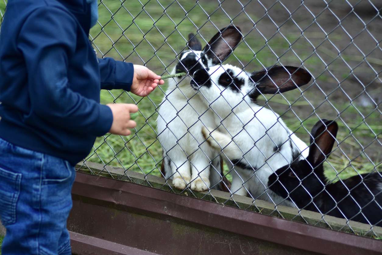 うさぎに餌をあげる子供たち